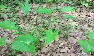 白附子的功效与作用 白附子的功效与作用